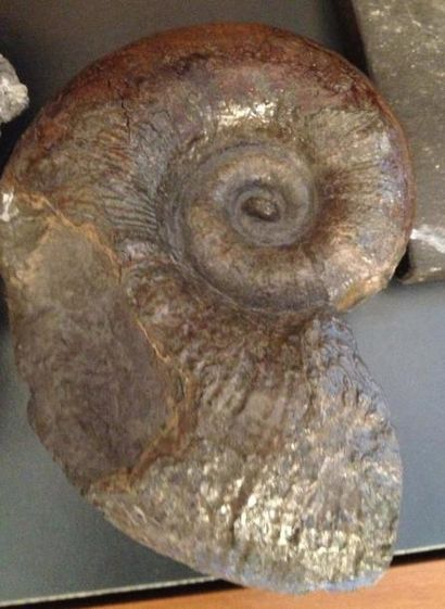 null Lot de deux ammonites et un nautile: un Lithoceras de Lozère - Nautile du Jurassique...