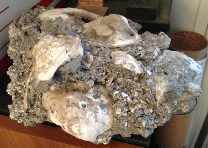 null Bloc de lamellibranche fossile dont les coques sont remplies de cristaux - pliocène...