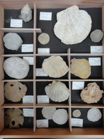 null Collection d' invertébrés fossiles: un gigantropecten restituensis du burdigalien...