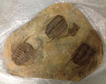 null Plaque de trilobites Selenopeltis Buchi, Ordovicien, Erfoud, Maroc. Le test...