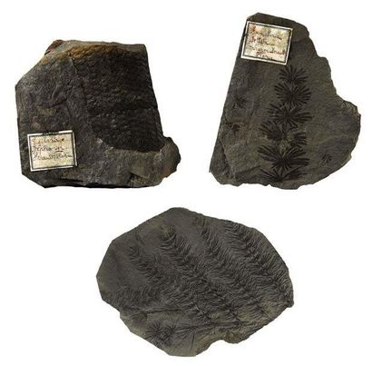 null Rare et belle collection de végétaux fossiles sur plaques. Stephanien (de -...