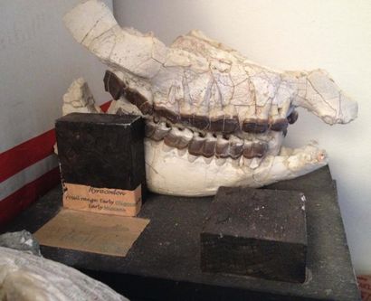 null Avant crâne de Rhinocéros - Miocène inférieur - Sud Dakota. USA. Maxillaire...