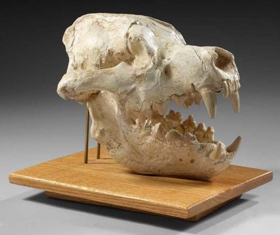 null Crâne de hyène géante Massif, rare et exceptionnel crâne de Hyène géante préhistorique...