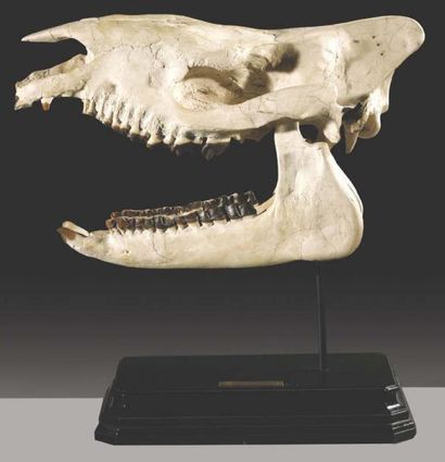 null Beau crâne de Rhinocéros fossile Hyracodon nebraskensis. Cénozoïque, Oligocène...