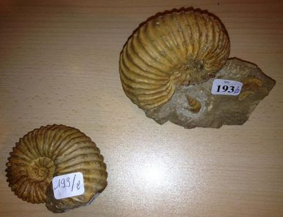 null Paire d' ammonites Newboldiceras - Cenomanien - Sud est de Madagascar. Une soclée,...