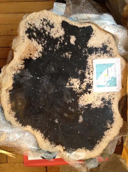 null TRONC FOSSILE ILE DE SUMATRA Coupe d'un tronc fossile de palmier (Petrified...