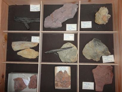 null Coffret contenant divers fossiles: empreintes de tétrapodes du Permien de Saint...
