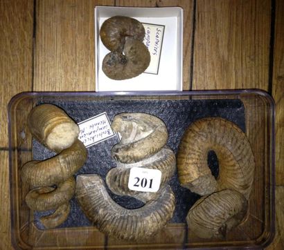 null Collection d'ammonites hétéromorphe du crétacé Malgache. Bostrichoceras boulei...