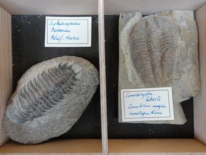 null Ensemble de trilobites: un rare Ileanus de St Chinian(8 cm); 2 asteropiges de...