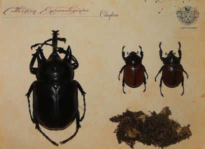null Série de 3 coffrets: 3 coffrets de 22 coléoptères dont megasoma, longicorne