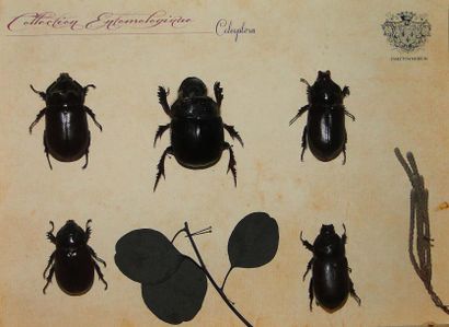 null Série de 4 coffrets: 4 coffrets de 35 coléoptères, dont bupreste, bousier, ...