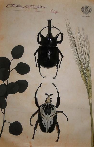null 1 Coffret de très beaux et grands insectes coléoptères: un chalcosoma et un...