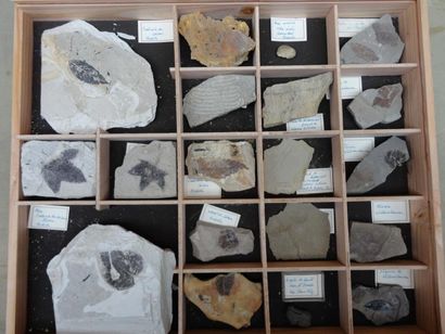null Divers fossiles: végétaux dans la diatomite de St Bauzile (Ardèche) acer (érable)...
