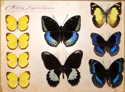 null Série de 4 coffrets décoratifs Papilio, Hypolimnas, huphina, papilio Weiskei...