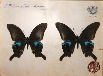 null Série de 4 coffrets décoratifs Papilio, Stichophtalma, Urania (un des emblèmes...