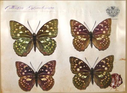 null Série de 4 coffrets décoratifs Sasakia, Pareronia, Papilio, Graphium