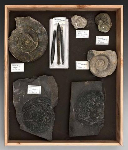 null Céphalopodes: 5 ammonites dont 1 harpoceras falcifer du toarcien du Pic St Loup,...