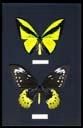 null Ensemble de 2 coffrets entomologie, fond noir, dimensions 26 x 39 cm, contenant...