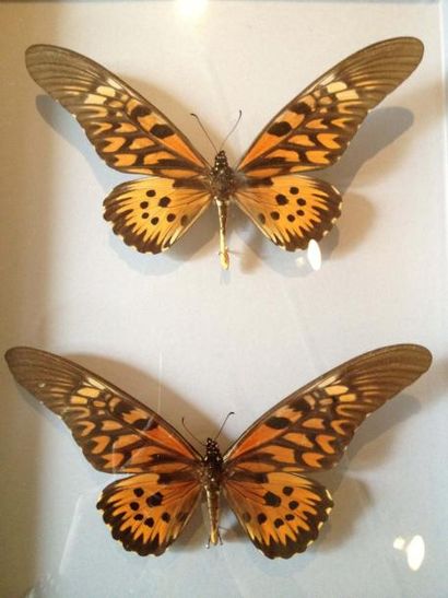 null 2 Coffrets entomologiques décoratifs de format 39 x 26 cm, décor lézard à fonds...