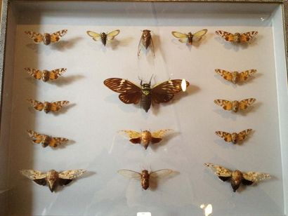 null 3 Coffrets entomologiques décoratifs de format 50 x 39 cm, Décor Lézard à fonds...