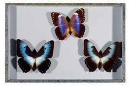 null 3 Coffrets entomologiques décoratifs de format 39 x 26 cm, décor lézard à fonds...