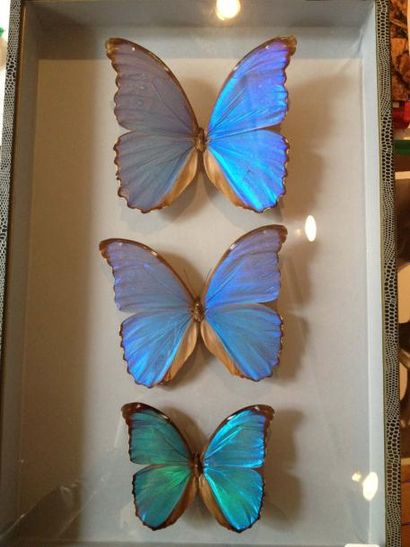 null 4 Coffrets entomologiques décoratifs de format 39 x 26 cm, décor lézard à fonds...