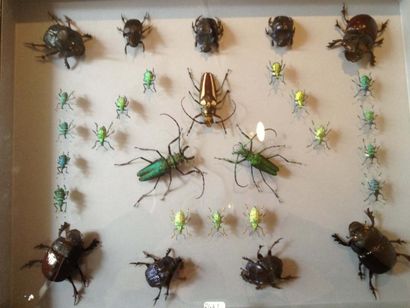 null 3 Coffrets entomologiques décoratifs de format 50 x 39 cm, décor lézard à fonds...
