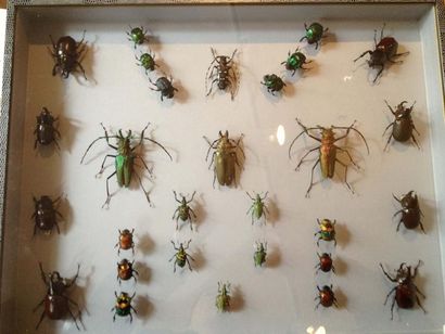 null 2 Coffrets entomologiques décoratifs de format 50 x 39 cm, décor lézard à fonds...