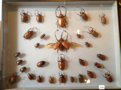 null 3 Coffrets entomologiques décoratifs de format 50 x 39 cm, décor noir à fonds...