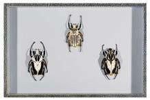null 4 Coffrets entomologiques décoratifs de format 39 x 26 cm, décor lézard à fonds...