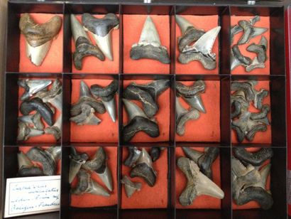 null Collection de dents de Carcharocles auriculatus de Balegem Flandres (2 à 5,5...