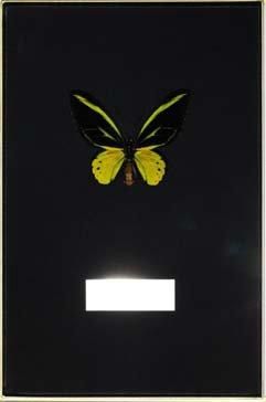 null 1 Coffret entomologie, fond noir, contenant un ORNITHOPTERA AKAKEAE (MALE),...