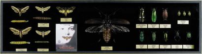 null Exceptionnel ensemble entomologique, présenté dans un coffret à fond noir, accroches...