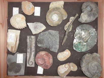 null Collection d'ammonites et céphalopodes: crioceras et cheloniceras du barremien...
