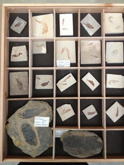 null Collection de quinze poissons fossiles dont: 1 rare ctenothrissia du crétacé...