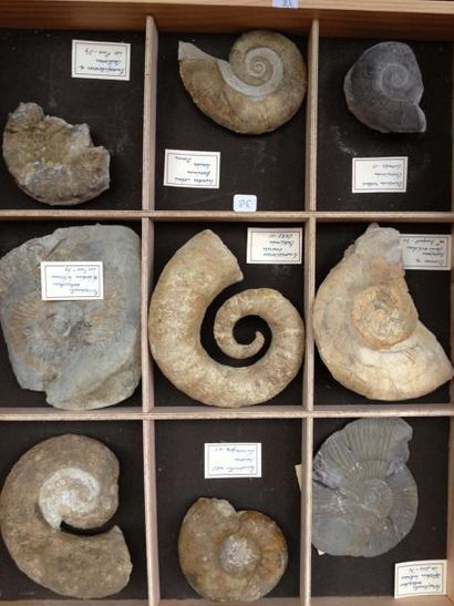 null Collection d ?ammonites: 2 crioceras nolandi cretacé de Curnier (Alpes de Haute...