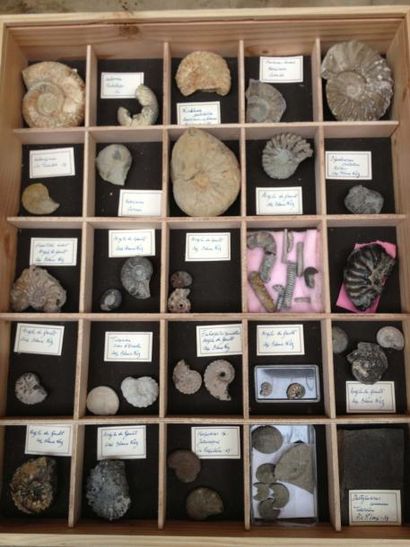 null Ammonites du Cap Blanc Nez et divers: hammites - diploceras 4 cm - mamites 10...