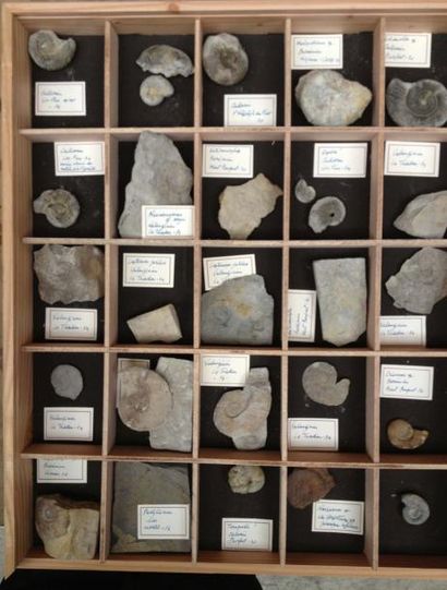 null Ammonites et divers provenant du Gard et de l'Hérault