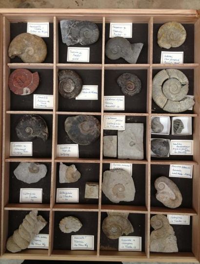null Intéressante collection d' ammonites: 2 ceratites du trias de Spielberg; 1 hildoceras...
