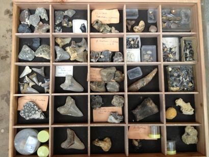 null Belle et intéressante collection de dents de mammifères des faluns: Miocène...