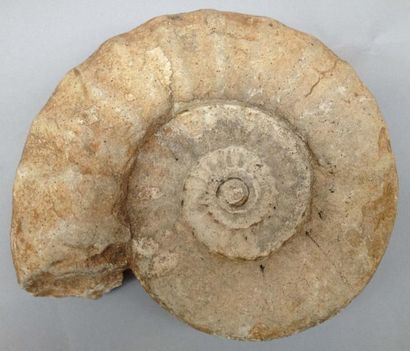null Ammonite - Aspidoceras - Oxfordien du Gard (25 cm)