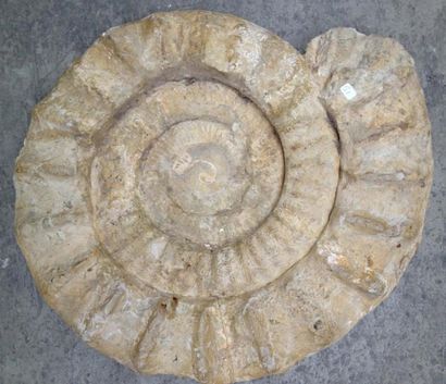 null Moulage d'une Arrietites de 55 cm découverte à La Gotetaz - Jurassique. Les...