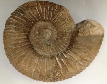null Grande ammonite hoplites du valanginien de Perpignan (28 cm). Restaurations