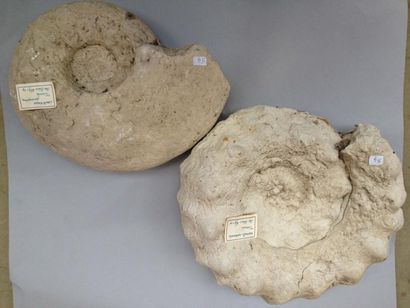 null Deux ammonites du Turonien Cap Blanc Nez: Lewiceras et Mammites de 30 cm en...