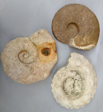 null Lot de trois ammonites: 1 leopoldia du valanginien du Gard et 2 mammites du...