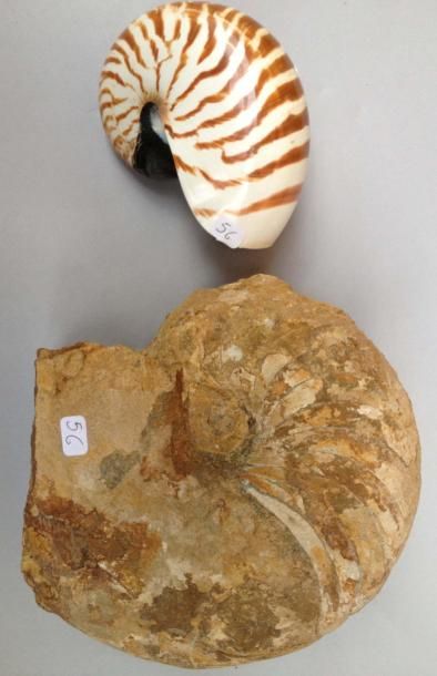 null Deux nautiles actuels de Nouvelle Calédonie (14 cm) et un nautile fossile du...