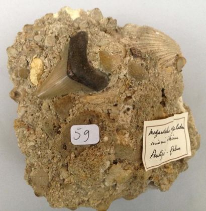null Dent de Carcharodon des Faluns de Touraine sur gangue (5,5 cm)