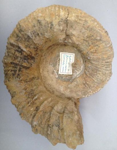 null Rare Kutatesites - Barremien - Agadir - Maroc (Ammonite hétéromorphe) (32 c...