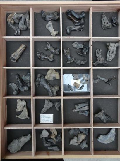 null Divers ossements de pinnipèdes et divers à déterminer du Miocène de Rumst (...