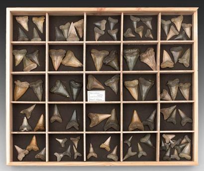 null Collection de dents de Cosmopolitadus (Isurus) hastalis de Rumst - Belgique...